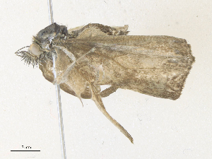  ( - CBG-A38555-E06)  @11 [ ] CreativeCommons - Attribution Share - Alike (2024) CBG Photography Group Centre for Biodiversity Genomics