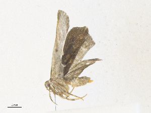  ( - CBG-A38555-F06)  @11 [ ] CreativeCommons - Attribution Share - Alike (2024) CBG Photography Group Centre for Biodiversity Genomics