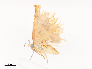  ( - CBG-A38556-F07)  @11 [ ] CreativeCommons - Attribution Share - Alike (2024) CBG Photography Group Centre for Biodiversity Genomics