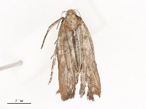 ( - CBG-A38558-B06)  @11 [ ] CreativeCommons - Attribution Share - Alike (2024) CBG Photography Group Centre for Biodiversity Genomics