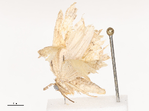  ( - CBG-A38559-G10)  @11 [ ] CreativeCommons - Attribution Share - Alike (2024) CBG Photography Group Centre for Biodiversity Genomics