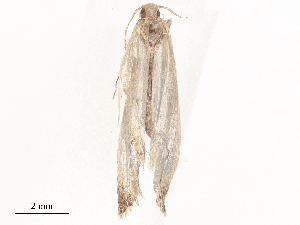  ( - CBG-A38560-C07)  @11 [ ] CreativeCommons - Attribution Share - Alike (2024) CBG Photography Group Centre for Biodiversity Genomics