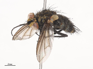  (Lixophaga Malaise8730 - CBG-A38560-F03)  @11 [ ] CreativeCommons - Attribution Share - Alike (2024) CBG Photography Group Centre for Biodiversity Genomics