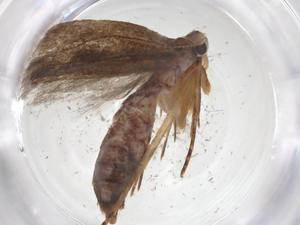  ( - CBG-A39079-C12)  @11 [ ] CreativeCommons - Attribution Share - Alike (2024) Centre for Biodiversity Genomics Centre for Biodiversity Genomics