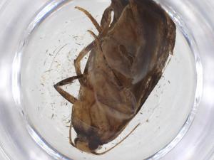  ( - CBG-A39081-G09)  @11 [ ] CreativeCommons - Attribution Share - Alike (2024) Centre for Biodiversity Genomics Centre for Biodiversity Genomics