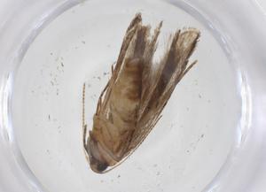  ( - CBG-A39084-C11)  @11 [ ] CreativeCommons - Attribution Share - Alike (2024) Centre for Biodiversity Genomics Centre for Biodiversity Genomics