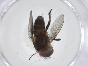  ( - CBG-A39087-D10)  @11 [ ] CreativeCommons - Attribution Share - Alike (2024) Centre for Biodiversity Genomics Centre for Biodiversity Genomics
