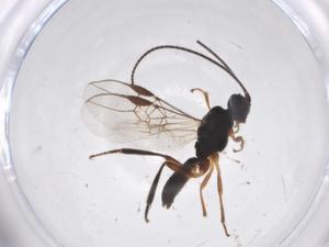  (Allodorus Malaise6850 - CBG-A39097-D12)  @11 [ ] CreativeCommons - Attribution Share - Alike (2024) Centre for Biodiversity Genomics Centre for Biodiversity Genomics