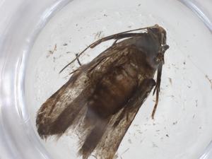  ( - CBG-A39099-F07)  @11 [ ] CreativeCommons - Attribution Share - Alike (2024) Centre for Biodiversity Genomics Centre for Biodiversity Genomics