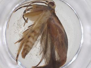  ( - CBG-A39101-F07)  @11 [ ] CreativeCommons - Attribution Share - Alike (2024) Centre for Biodiversity Genomics Centre for Biodiversity Genomics