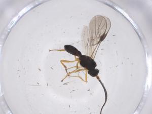  ( - CBG-A39103-F07)  @11 [ ] CreativeCommons - Attribution Share - Alike (2024) Centre for Biodiversity Genomics Centre for Biodiversity Genomics