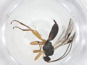  ( - CBG-A39109-B02)  @11 [ ] CreativeCommons - Attribution Share - Alike (2024) Centre for Biodiversity Genomics Centre for Biodiversity Genomics