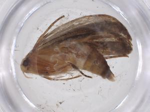  ( - CBG-A39112-E03)  @11 [ ] CreativeCommons - Attribution Share - Alike (2024) Centre for Biodiversity Genomics Centre for Biodiversity Genomics