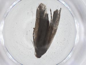  ( - CBG-A39119-D11)  @11 [ ] CreativeCommons - Attribution Share - Alike (2024) Centre for Biodiversity Genomics Centre for Biodiversity Genomics