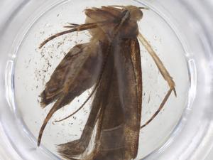  ( - CBG-A39135-E01)  @11 [ ] CreativeCommons - Attribution Share - Alike (2024) Centre for Biodiversity Genomics Centre for Biodiversity Genomics