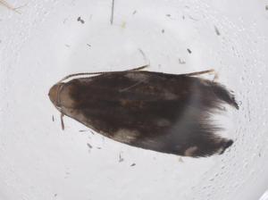  ( - CBG-A39137-B11)  @11 [ ] CreativeCommons - Attribution Share - Alike (2024) Centre for Biodiversity Genomics Centre for Biodiversity Genomics