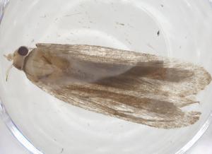  ( - CBG-A39150-G03)  @11 [ ] CreativeCommons - Attribution Share - Alike (2024) Centre for Biodiversity Genomics Centre for Biodiversity Genomics