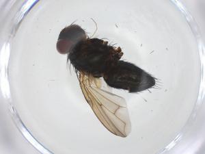  ( - CBG-A39153-G03)  @11 [ ] CreativeCommons - Attribution Share - Alike (2024) Centre for Biodiversity Genomics Centre for Biodiversity Genomics