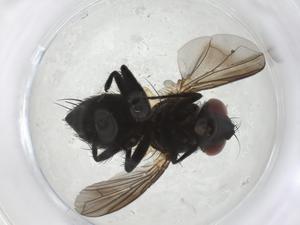  ( - CBG-A39154-A01)  @11 [ ] CreativeCommons - Attribution Share - Alike (2024) Centre for Biodiversity Genomics Centre for Biodiversity Genomics