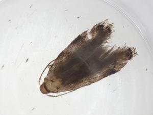  (gelMalaise01 Malaise8579 - CBG-A39157-A01)  @11 [ ] CreativeCommons - Attribution Share - Alike (2024) Centre for Biodiversity Genomics Centre for Biodiversity Genomics