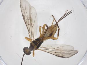  (Bracon Malaise3160 - CBG-A39159-D07)  @11 [ ] CreativeCommons - Attribution Share - Alike (2024) Centre for Biodiversity Genomics Centre for Biodiversity Genomics