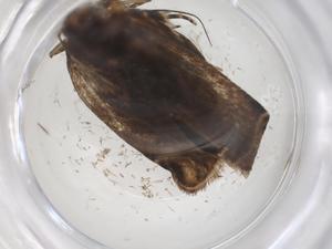  (gelJanzen01 Janzen8567 - CBG-A39175-A07)  @11 [ ] CreativeCommons - Attribution Share - Alike (2024) Centre for Biodiversity Genomics Centre for Biodiversity Genomics