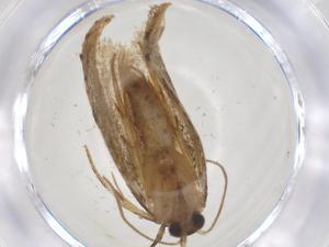  ( - CBG-A39183-G03)  @11 [ ] CreativeCommons - Attribution Share - Alike (2024) Centre for Biodiversity Genomics Centre for Biodiversity Genomics