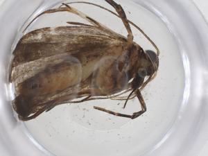  ( - CBG-A39186-C04)  @11 [ ] CreativeCommons - Attribution Share - Alike (2024) Centre for Biodiversity Genomics Centre for Biodiversity Genomics