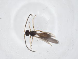  ( - CBG-A39189-D09)  @11 [ ] CreativeCommons - Attribution Share - Alike (2024) Centre for Biodiversity Genomics Centre for Biodiversity Genomics