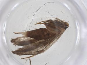  ( - CBG-A39194-C02)  @11 [ ] CreativeCommons - Attribution Share - Alike (2024) Centre for Biodiversity Genomics Centre for Biodiversity Genomics