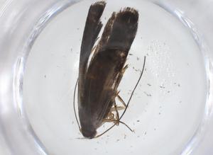  ( - CBG-A39211-C05)  @11 [ ] CreativeCommons - Attribution Share - Alike (2024) Centre for Biodiversity Genomics Centre for Biodiversity Genomics