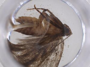  (Dichomeris Malaise8464 - CBG-A39214-E04)  @11 [ ] CreativeCommons - Attribution Share - Alike (2024) Centre for Biodiversity Genomics Centre for Biodiversity Genomics