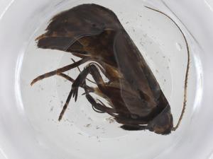  ( - CBG-A39216-B02)  @11 [ ] CreativeCommons - Attribution Share - Alike (2024) Centre for Biodiversity Genomics Centre for Biodiversity Genomics