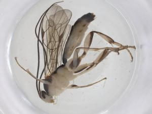  ( - CBG-A39218-A10)  @11 [ ] CreativeCommons - Attribution Share - Alike (2024) Centre for Biodiversity Genomics Centre for Biodiversity Genomics