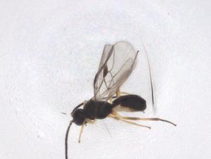  (Pseudognaptodon Malaise8493 - CBG-A39228-B12)  @11 [ ] CreativeCommons - Attribution Share - Alike (2024) Centre for Biodiversity Genomics Centre for Biodiversity Genomics