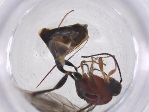  ( - CBG-A39231-C10)  @11 [ ] CreativeCommons - Attribution Share - Alike (2024) Centre for Biodiversity Genomics Centre for Biodiversity Genomics