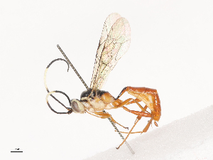  ( - CBG-A40169-B03)  @11 [ ] CreativeCommons - Attribution Share - Alike (2024) CBG Photography Group Centre for Biodiversity Genomics