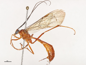  ( - CBG-A40172-F08)  @11 [ ] CreativeCommons - Attribution Share - Alike (2024) CBG Photography Group Centre for Biodiversity Genomics