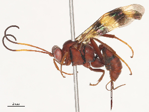  ( - CBG-A40172-G01)  @11 [ ] CreativeCommons - Attribution Share - Alike (2024) CBG Photography Group Centre for Biodiversity Genomics