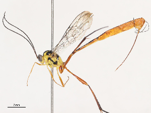  ( - CBG-A40172-H01)  @11 [ ] CreativeCommons - Attribution Share - Alike (2024) CBG Photography Group Centre for Biodiversity Genomics