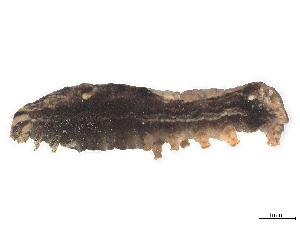  ( - CBG-A40172-H05)  @11 [ ] CreativeCommons - Attribution Share-Alike (2024) CBG Photography Group Centre for Biodiversity Genomics