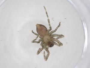  ( - CBG-A41674-B07)  @11 [ ] CreativeCommons - Attribution Share - Alike (2024) Centre for Biodiversity Genomics Centre for Biodiversity Genomics