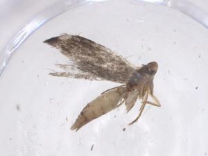  ( - CBG-A41675-C02)  @11 [ ] CreativeCommons - Attribution Share - Alike (2024) Centre for Biodiversity Genomics Centre for Biodiversity Genomics