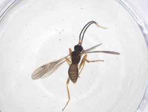  ( - CBG-A41676-H01)  @11 [ ] CreativeCommons - Attribution Share - Alike (2024) Centre for Biodiversity Genomics Centre for Biodiversity Genomics