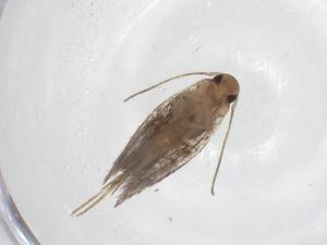  ( - CBG-A41682-D04)  @11 [ ] CreativeCommons - Attribution Share - Alike (2024) Centre for Biodiversity Genomics Centre for Biodiversity Genomics