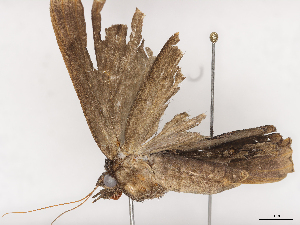  ( - CBG-A41762-C12)  @11 [ ] CreativeCommons - Attribution Share - Alike (2024) CBG Photography Group Centre for Biodiversity Genomics