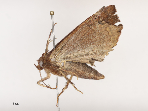  ( - CBG-A41762-E01)  @11 [ ] CreativeCommons - Attribution Share - Alike (2024) CBG Photography Group Centre for Biodiversity Genomics