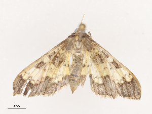  (crambidJanzen01 Janzen9390 - CBG-A41762-E02)  @11 [ ] CreativeCommons - Attribution Share - Alike (2024) CBG Photography Group Centre for Biodiversity Genomics