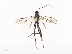  (Enytus ENY-803 - CBG-A41763-F10)  @11 [ ] CreativeCommons - Attribution Share - Alike (2024) CBG Photography Group Centre for Biodiversity Genomics