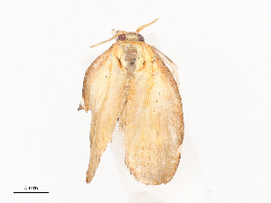  ( - CBG-A41764-C06)  @11 [ ] CreativeCommons - Attribution Share - Alike (2024) CBG Photography Group Centre for Biodiversity Genomics